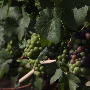 Curso: Partes de la planta de vid
